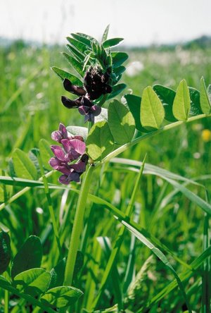 Veccia silvana - Vicia sepium | © Agroscope