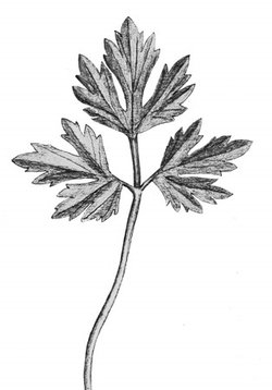 Kriechender Hahnenfuss - Ranunculus repens. Zusammengesetztes Blatt, Teilblätter tief eingeschnitten und gezähnt | © AGFF