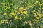 Trifoglio giallo delle sabbie - Anthyllis vulneraria | © e-pics A. Krebs