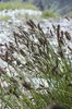 Davall-Segge - Carex davalliana | © e-pics M.Baltisberger