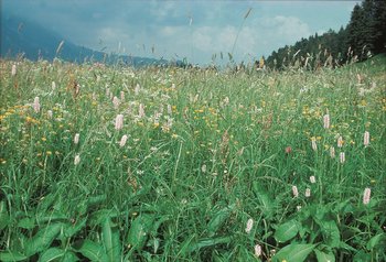 Prato a erba mazzolina situato in una zona elevata a clima rude, con abbndante presenza di poligono bistorta | © Agroscope
