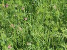 Esparsette-Gras-Mischung, SM 326 | © Agroscope
