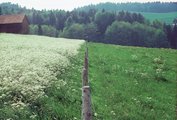 Stark gedüngte Naturwiese. Links: Schnitt, Rechts: Weide | © Agroscope