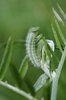 Vogelwicke - Vicia cracca. Raupe des Kleinen Fünffleck-Widderchens |  © e-pics A.Krebs