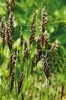 Paleo odoroso - Anthoxanthum odoratum | © Agroscope