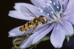 Hainschwebfliege auf Wegwarte | © e-pics, A.Krebs