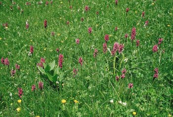 Terreno da strame (prato a carice di Davall) caratterizzato dalla presenza di orchide a foglie larghe (Dactylorhiza majalis) | © Agroscope