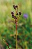 Vielblütige Hainsimse - Luzula multiflora | © Agroscope