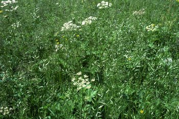 Prato a erba altissima con composizione botanica ricca di bromo peloso (Bromus hordeaceus) | © W.Dietl