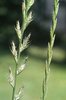 Ray-grass d’Italie - Lolium multiflorum. xx | © e-pics M.Baltisberger