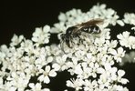 Andrena - Andrena chrysosceles su infiorescenza di podagraria - Aegopodium podagraria | © A. Krebs