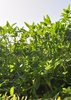 Trifoglio alessandrino - Trifolium alexandrinum | © P.Aeby, Grangeneuve