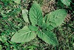 Wiesen-Salbei - Salvia pratensis. Blattrosette | © Agroscope