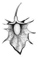 Blütenhüllblatt mit Schwiele. Beispiel: Wiesen-Blacke - Rumex obtusifolius | © AGFF
