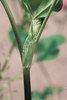 Trifoglio violetto - Trifolium pratense, stipola | © Agroscope