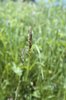 Ruchgras - Anthoxanthum odoratum | © e-pics M.Baltisberger