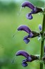 Salvia dei prati - Salvia pratensis | © e-pics M. Baltisberger