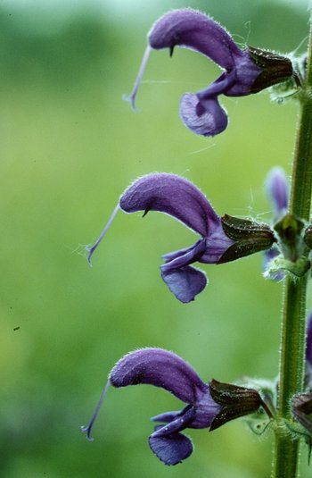 Wiesen-Salbei - Salvia pratensis | © e-pics M.Baltisberger