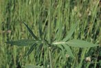 Ambretta comune - Knautia arvensis. Foglie caulinari superiori | © Agroscope