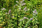 Rossminze - Mentha longifolia. Auf feuchter Weide mit Binsen und Schachtelhalm | © M.Bütikofer