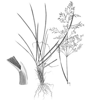 Rasenschmiele - Deschampsia cespitosa | © AGFF