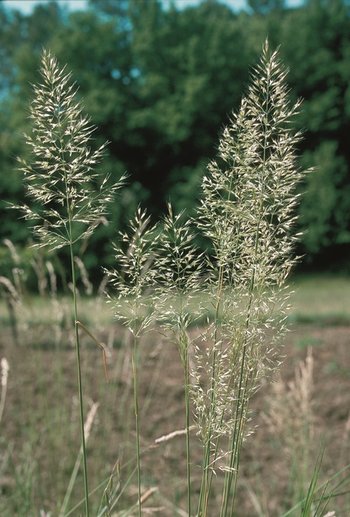 Avena bionda - Trisetum flavescens | © Agroscope