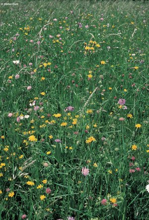 Prairie à fromental de composition botanique typique | © W.Dietl