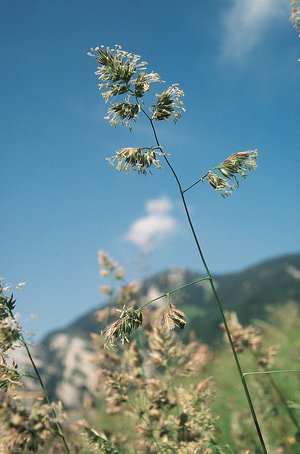 Erba mazzolina - Dactylis glomerata | © Agroscope