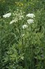Cerfoglio irsuto - Chaerophyllum hirsutum | © e-pics A. Krebs