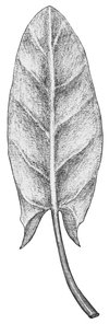 Romice acetosa - Rumex acetosa. Foglia basale sagittata (a punta di freccia) | © APF