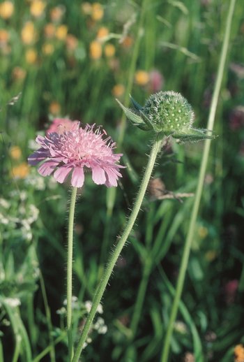 Feld-Witwenblume - Knautia arvensis. Weissliche Kelchborsten | © Agroscope