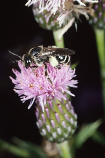 Acker-Kratzdistel - Cirsium arvense. Mit Schenkelbiene - Macropis europaea | © e-pics A.Krebs