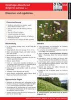 Screenshot: Informationsblatt U15