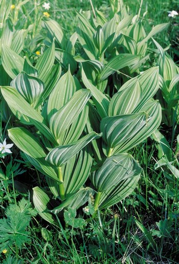 Weisser Germer - Veratrum album. Junge Pflanzen, wechselständige Blätter | © Agroscope