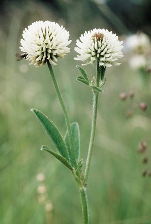 Bergklee - Trifolium montanum | © Agroscope