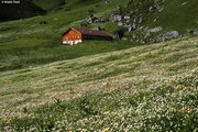 Nährstoffreiche Nasswiese, Untertyp Dotterblumen-Wiese, höhere Lage, mit Eisenhutblättrigem Hahnenfuss | © W.Dietl