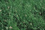 Miscela di lunga durata graminacee-trifoglio bianco con coda di volpe, Mst 444 | © Agroscope