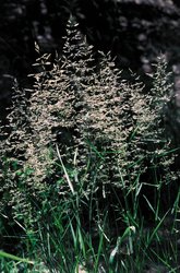 Agrostide bianca - Agrostis gigantea | © Agroscope