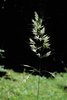 Avena pubescente - Helictotrichon pubescens | © Agroscope