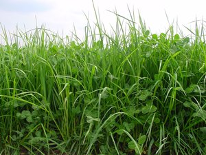 Gras-Weissklee-Mischung, SM 330 | © Agroscope
