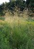 Rasenschmiele - Deschampsia cespitosa | © Wikipedia