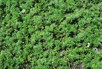 Cotica erbosa dominata da erba mutellina - Ligusticum mutellina (piano alpino superiore) | © Agroscope