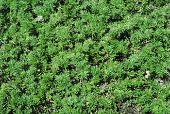Muttern - Ligusticum mutellina. Bestandesbildend, hohes Alpgebiet | © Agroscope