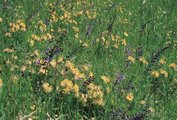 Prairie à brome, présence d’anthyllide vulnéraire et de sauge des prés | © Agroscope