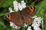 Braunauge auf Schafgarbe | © e-pics, A.Krebs
