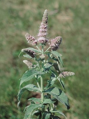 Rossminze - Mentha longifolia | © Agroscope