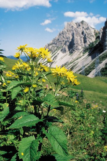 Alpen-Kreuzkraut - Senecio alpinus | © Agroscope