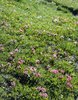 Trifoglio alpino - Trifolium alpinum in un pascolo a nardo | © e-pics A. Krebs