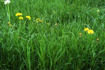Utilisation en pâture: Prairie de fauche-pâture à ray-grass anglais | © W.Dietl
