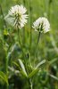 Trèfle des montagnes - Trifolium montanum | © e-pics A.Krebs